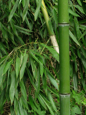 Bamboo poster