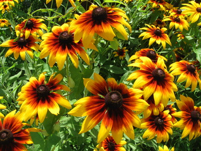 Sunflower Tank Top