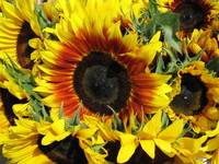 Sunflower Tank Top #710017