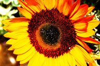 Sunflower Poster Z1G317325