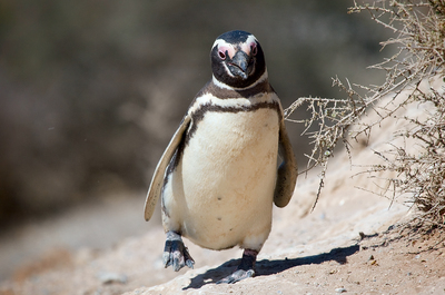 Penguin hoodie