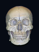 Skull Poster Z1G318116