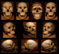 Skull Poster Z1G318121