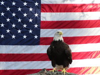 American Flag Poster Z1G334892
