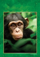 Chimpanzee movie poster (2012) Poster MOV_02118d74