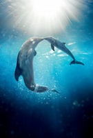 Dolphin Tale 2 movie poster (2014) Mouse Pad MOV_06d01688