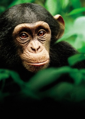 Chimpanzee movie poster (2012) mug