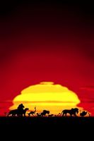 The Lion King movie poster (1994) t-shirt #MOV_4ac2887d