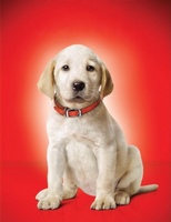 Marley & Me movie poster (2008) Poster MOV_4e56a16d