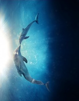 Dolphin Tale 2 movie poster (2014) Tank Top #1204725