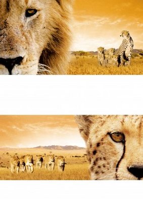African Cats movie poster (2011) Poster MOV_6681521a