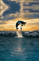 Free Willy movie poster (1993) Poster MOV_7ddb8c16