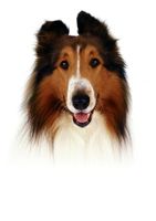 Lassie movie poster (2005) Sweatshirt #635080