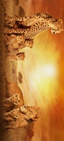 African Cats movie poster (2011) Poster MOV_dbdd56b4