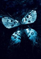 Butterfly Effect: Revelation movie poster (2009) Poster MOV_f03567ce