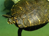 Turtle & Tortoise Tank Top #253453