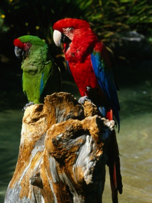 parrot Sweatshirt