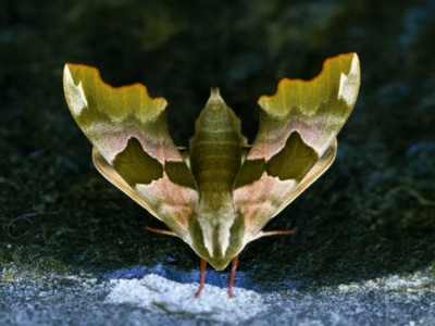 Butterfly & Moth Tank Top