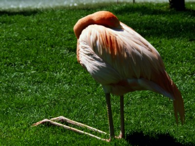 flamingo Longsleeve T-shirt