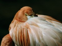 flamingo Tank Top #247045