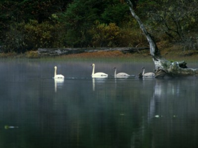 swan Poster Z1PH10940671