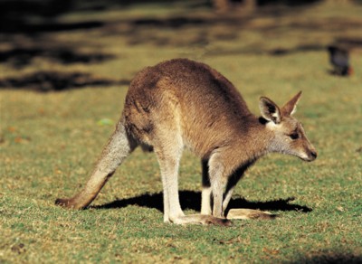 Kangaroo posters
