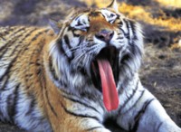 Tiger Poster Z1PH14537488