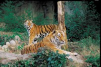Tiger Poster Z1PH15746219