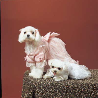 Dog & Puppy poster
