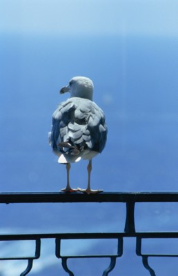 Gull Poster Z1PH7270523