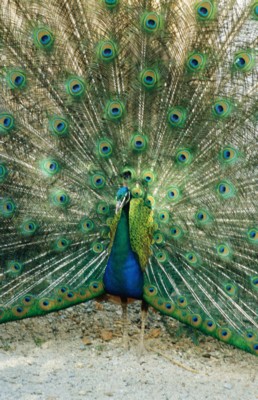 Peacock Poster Z1PH7270825