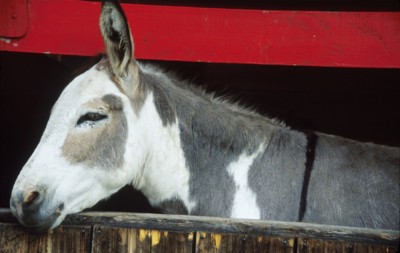 Donkey & Mule Longsleeve T-shirt