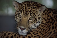 Leopard & Jaguar Poster Z1PH7291905