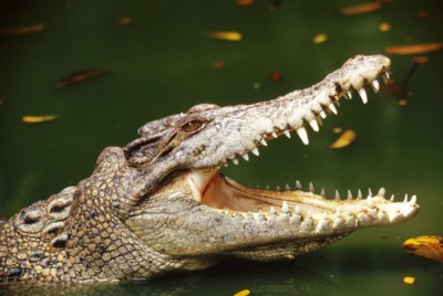 Alligator & Crocodile Longsleeve T-shirt