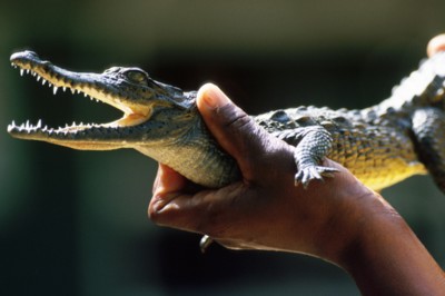 Alligator & Crocodile tote bag