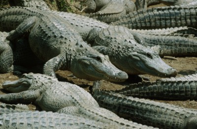 Alligator & Crocodile calendar