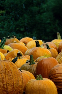 Pumpkin calendar