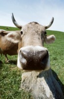 Cow & Bull Poster Z1PH7306036