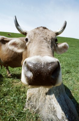 Cow & Bull Poster Z1PH7306036