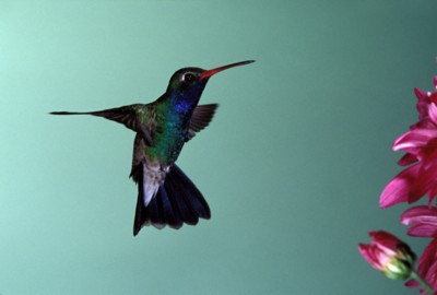 Hummingbird Longsleeve T-shirt