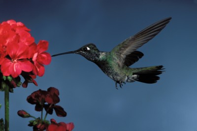 Hummingbird calendar