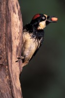 Woodpecker mug #Z1PH7309717