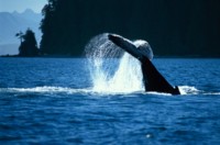 whale Poster Z1PH7311792