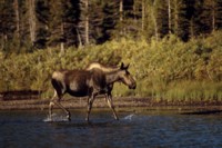 Moose & Elk Poster Z1PH7312319