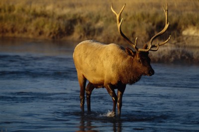 Moose & Elk mug #Z1PH7312355