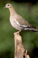 Doves & Pigeons mug #Z1PH7313112