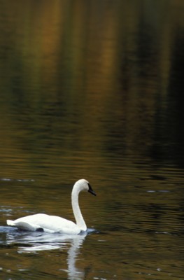 Swan posters