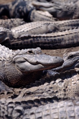 Alligator & Crocodile mouse pad