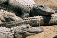 Alligator & Crocodile hoodie #249822