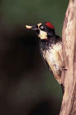Woodpecker tote bag